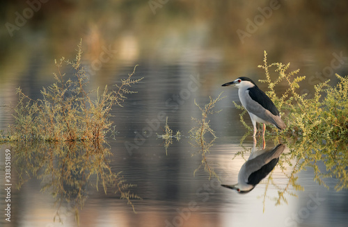 Black-crowned Night Heron photo