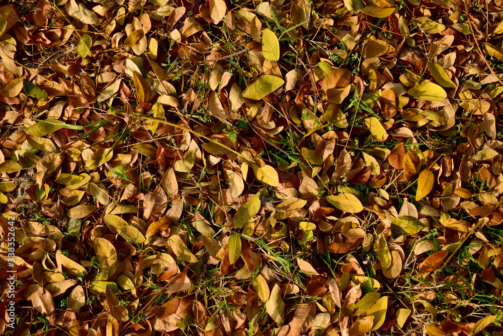 Dry leaves that have fallen on the ground
