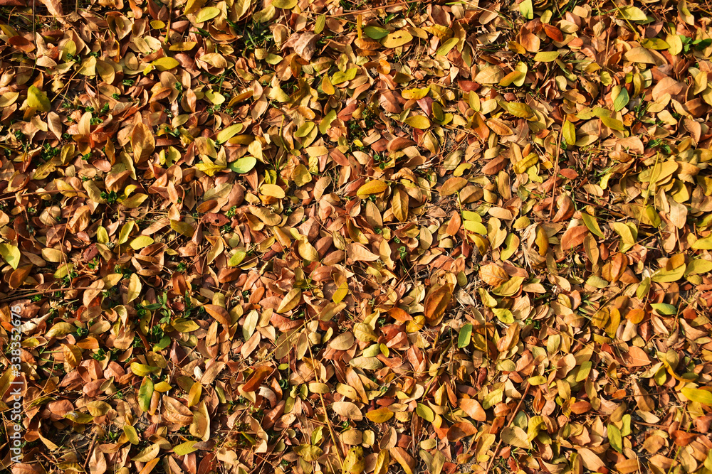 Dry leaves that have fallen on the ground Dry leaves that have fallen on the ground