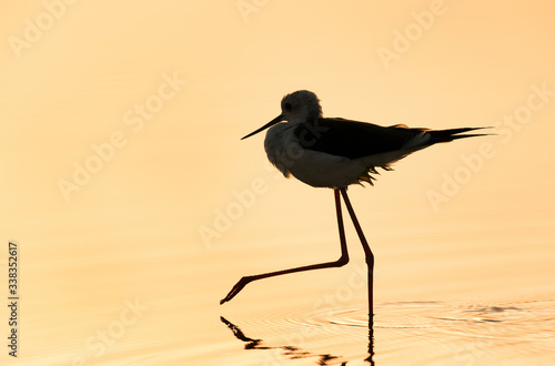 Black-winged Stilt during dawn
