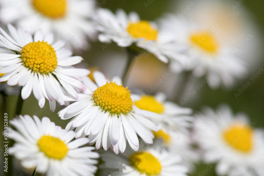Bellis perennis the common daisy Bellis perennis the common daisy