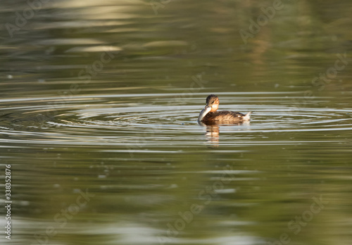 Little grebe chick with a big in Buhair lake, Bahrain
