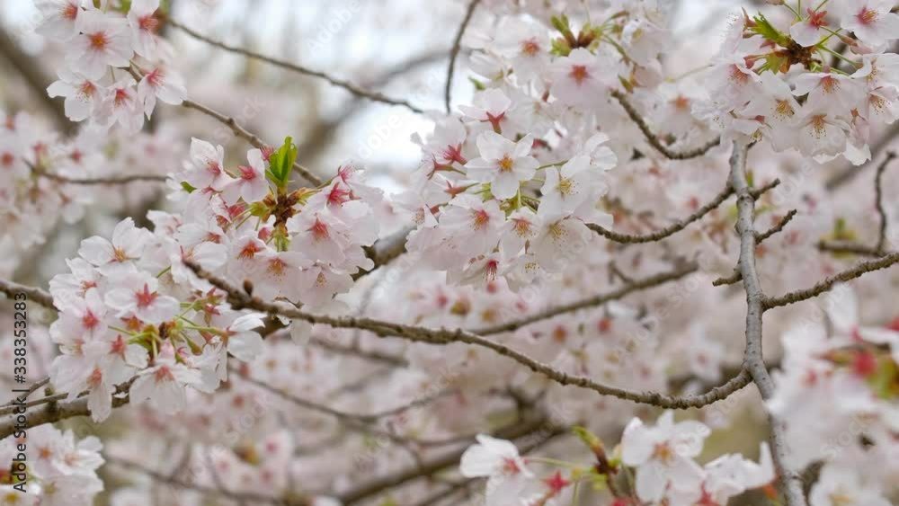 動画素材: 桜の花 ソメイヨシノ クローズアップ 動画素材: 桜の花 ソメイヨシノ クローズアップ