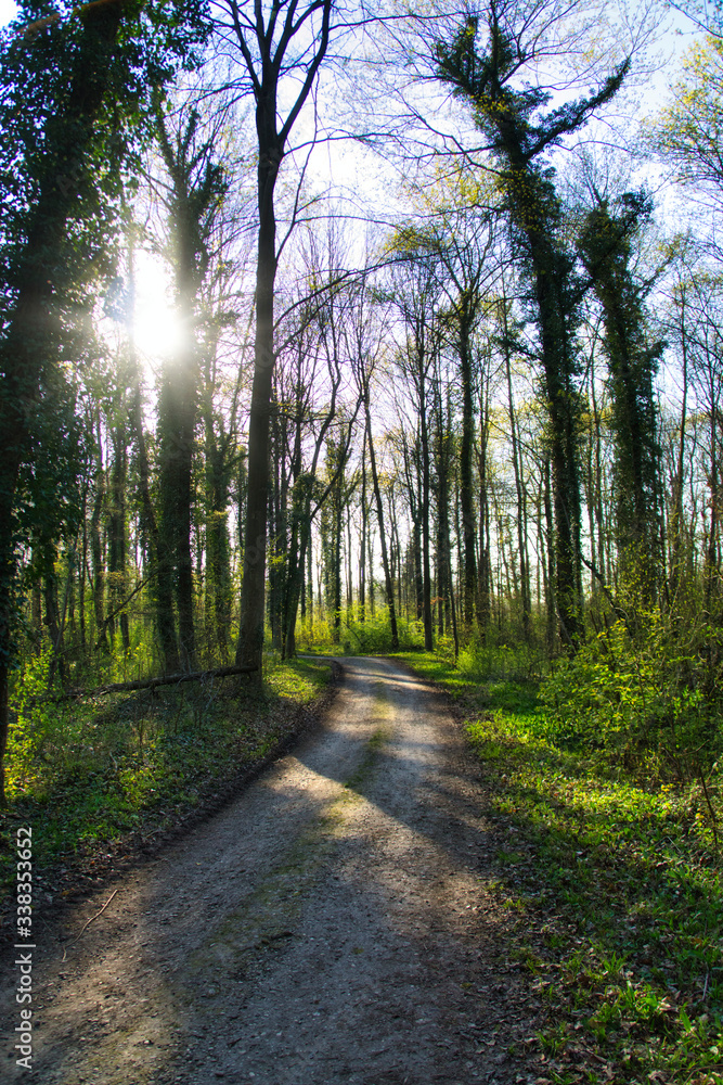 Obraz premium Diersheimer Wald