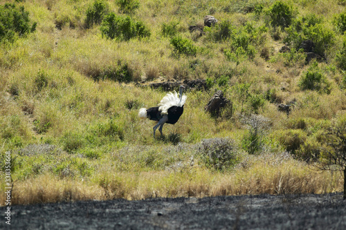 Male Ostrich approaching female for mating in Lewa Conservancy, Kenya, Africa © spiritofamerica