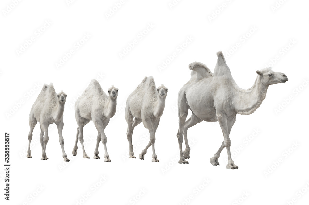 caravan white camel isolated