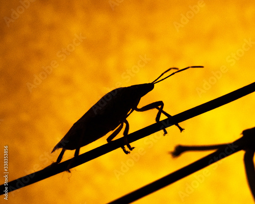 black silhouette of beetle, bug, Heteroptera on a little branch in front of illuminated yellow background