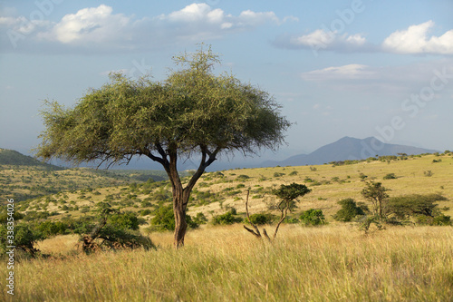 Acacia Tree at sunset at Lewa Conservancy  Kenya  Africa