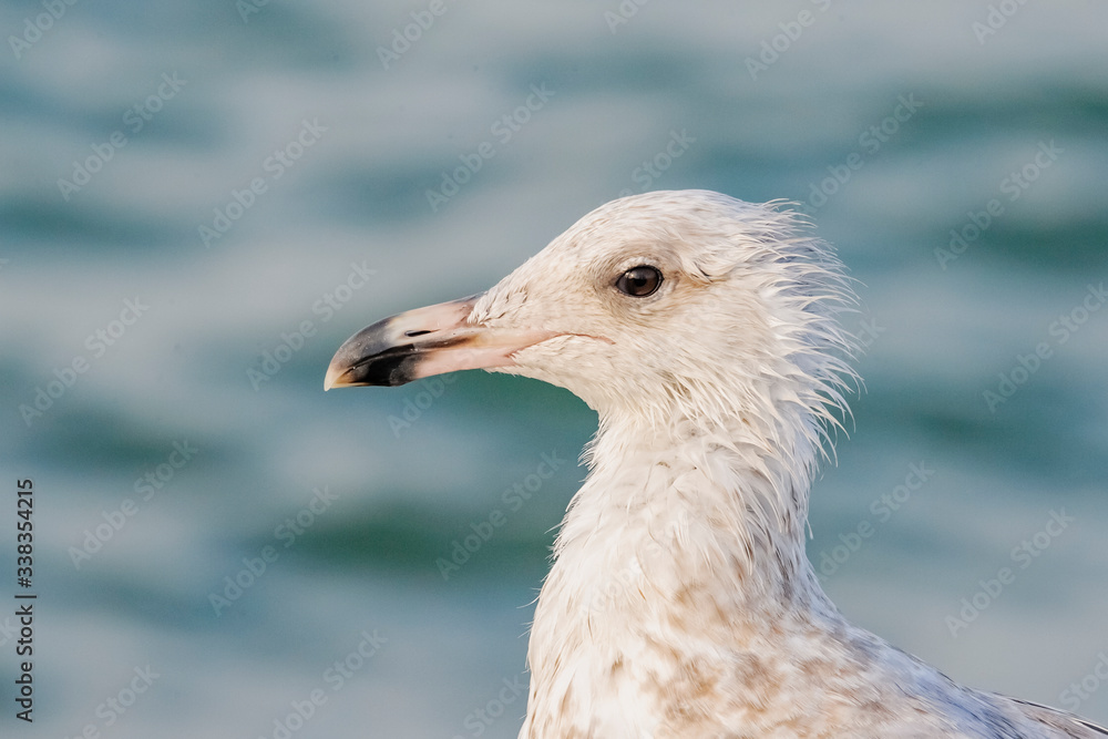 close up of a seagull close up of a seagull