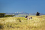 Endangered Grevy's Zebra and Acacia Tree in foreground in front of Mount Kenya in Kenya, Africa