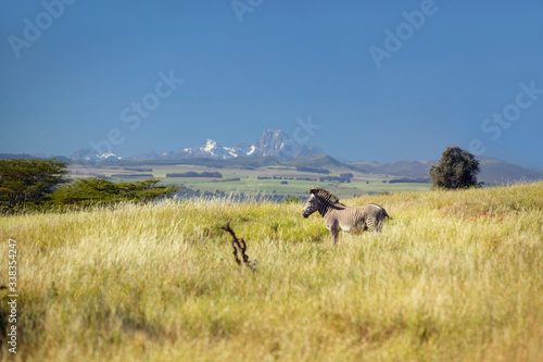 Endangered Grevy's Zebra and Acacia Tree in foreground in front of Mount Kenya in Kenya, Africa photo