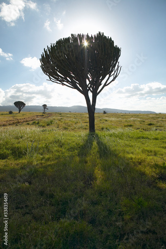 Mount Kenya and lone Acacia Tree with sun shining through branches at Lewa Conservancy, Kenya, Africa