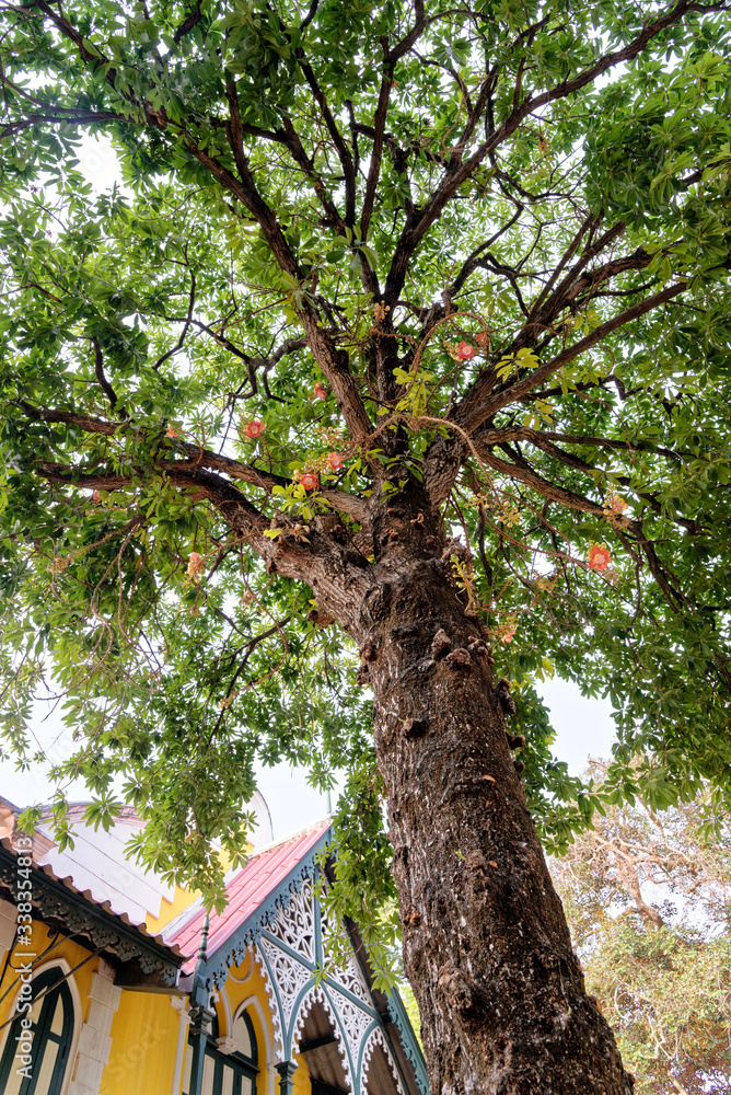 Cannonball tree - Couroupita guianensis Aubl Cannonball tree - Couroupita guianensis Aubl