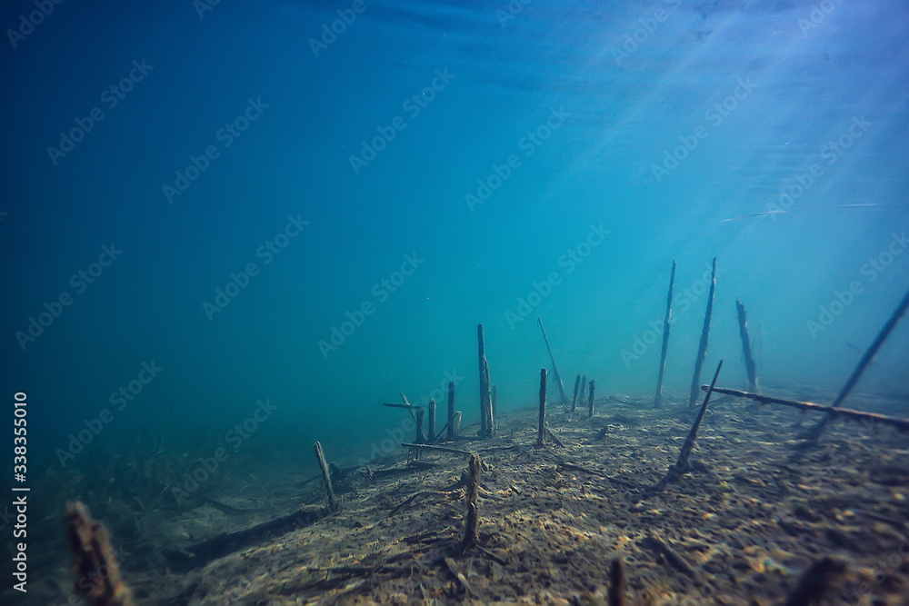 mangroves underwater landscape background / abstract bushes and trees on the water, transparent water nature eco