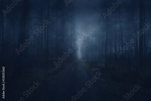 Dark Forest. Fog. Mroczny las. Ścieżka we mgle.