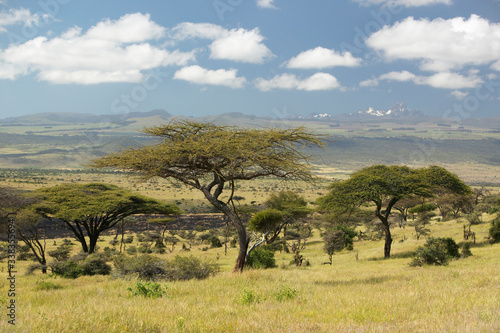 Mount Kenya and lone Acacia Tree at Lewa Conservancy, Kenya, Africa photo
