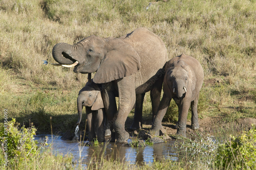 African Elephants drinking water at pond in afternoon light at Lewa Conservancy, Kenya, Africa