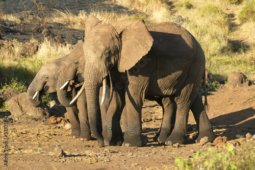 African Elephants in afternoon light at Lewa Conservancy  Kenya  Africa