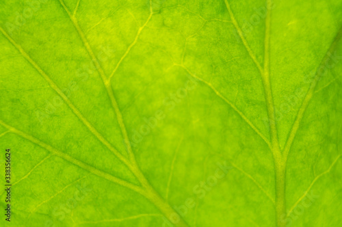 Green summer leafy pattern. Large leaves. Background for graphic design of agro booklet.