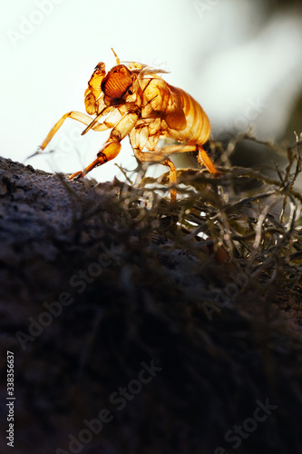 Macro photography of cicada molting on tree trunks in nature.