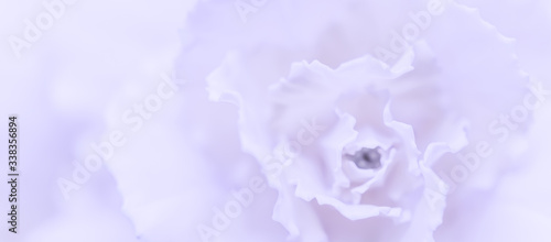 Abstract floral background, pale violet carnation flower. Macro flowers backdrop for holiday brand design