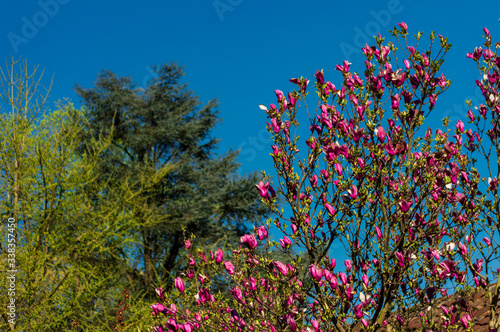 magnolia in bloom on a sunny spring afternoon
