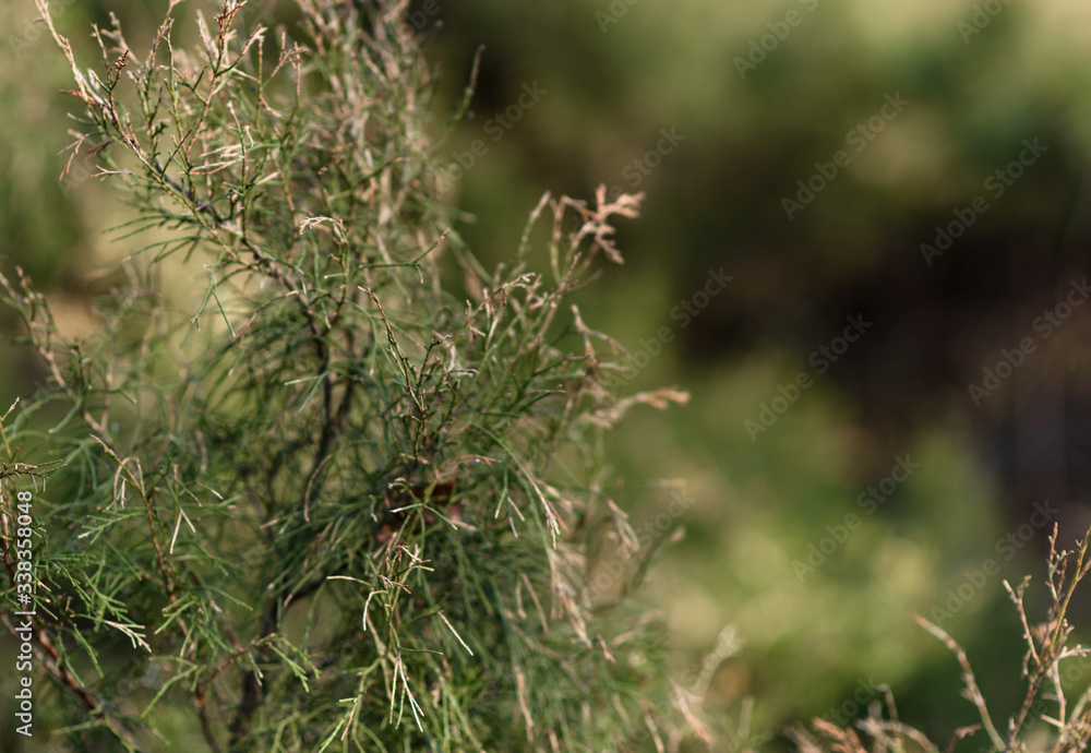 green grass in the wind