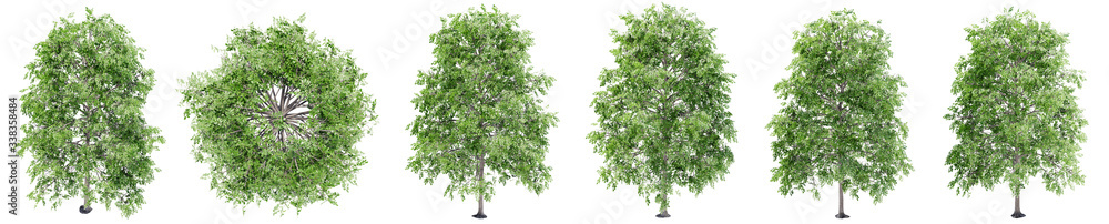 Set or collection of green oak trees isolated on white background. Concept or conceptual 3d illustration for nature, ecology and conservation, strength and endurance, force and life Set or collection of green oak trees isolated on white background. Concept or conceptual 3d illustration for nature, ecology and conservation, strength and endurance, force and life