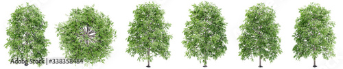 Set or collection of green oak trees isolated on white background. Concept or conceptual 3d illustration for nature  ecology and conservation  strength and endurance  force and life