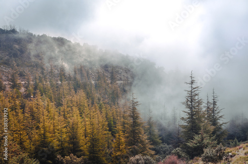 Trees, clouds, mountain and fog.