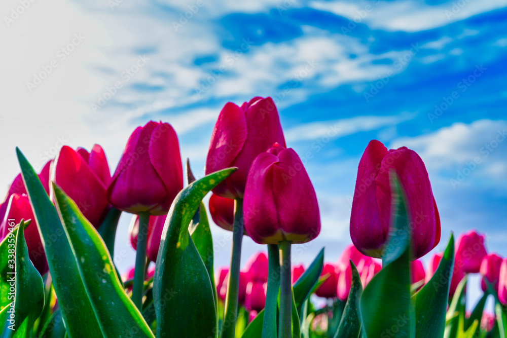 Fototapeta Red tulips from low angle against blue sky with clouds