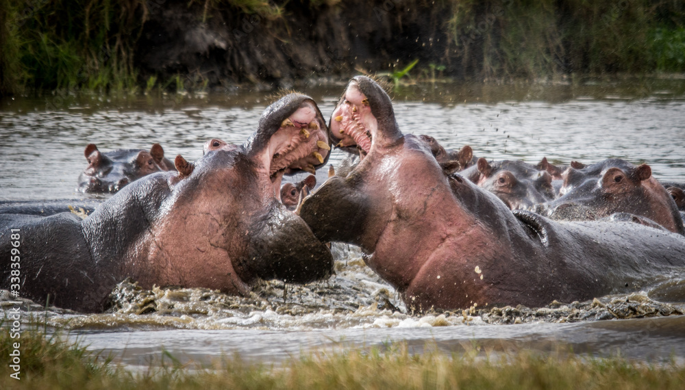 Fototapeta premium Lucha de Hipopótamos, Ngorongoro, África