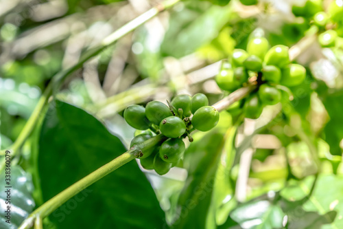 Green coffee beans growing, green arabica coffee beans on coffee tree