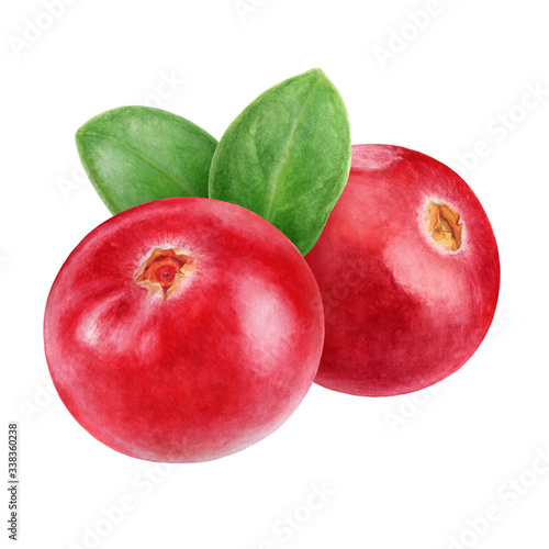 Cranberry composition watercolor illustration isolated on white background