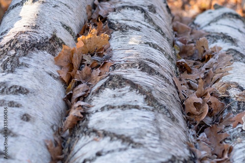 Fototapeta Naklejka Na Ścianę i Meble -  Suche liście na drewnie.