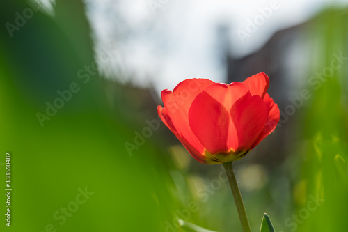 Red tulip flower in spring