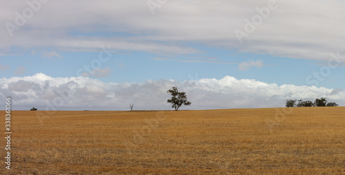 Fototapeta Naklejka Na Ścianę i Meble -  Panorama of a lone native Australian tree standing in the middle of open rural farmland in country Victoria, under a blue sky cloud filled day after a recent harvest.