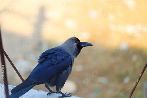 The house crow (Corvus splendens), also known as the Indian, greynecked, Ceylon or Colombo crow photo