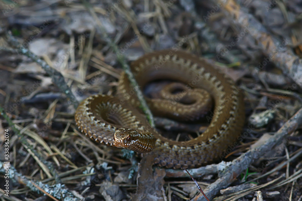 Fototapeta premium poisonous dangerous snake, viper in the wild, Russia swamp