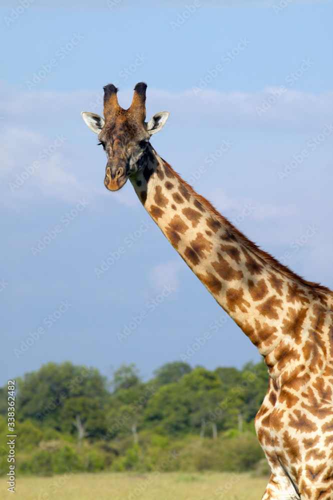 Giraffe in grasslands of Masai Mara near Little Governor's camp in Kenya, Africa