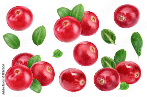 Cranberry big set composition watercolor illustration isolated on white background