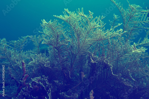 coral reef vintage toning   unusual landscape  underwater life  ocean nature