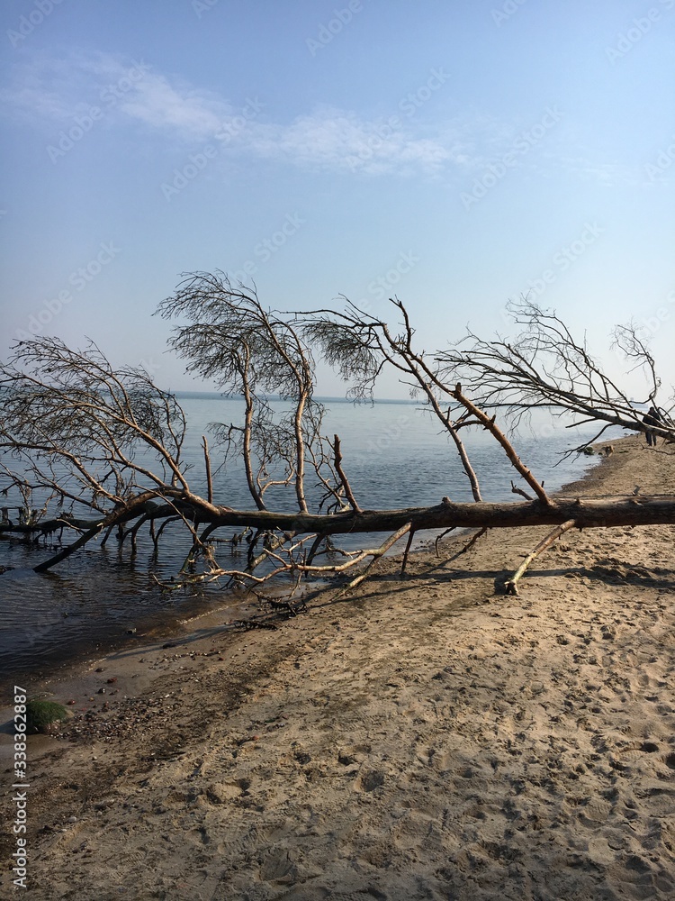 dead tree on the beach