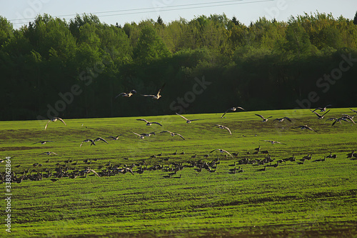 geese spring migratory birds in the field, spring landscape background