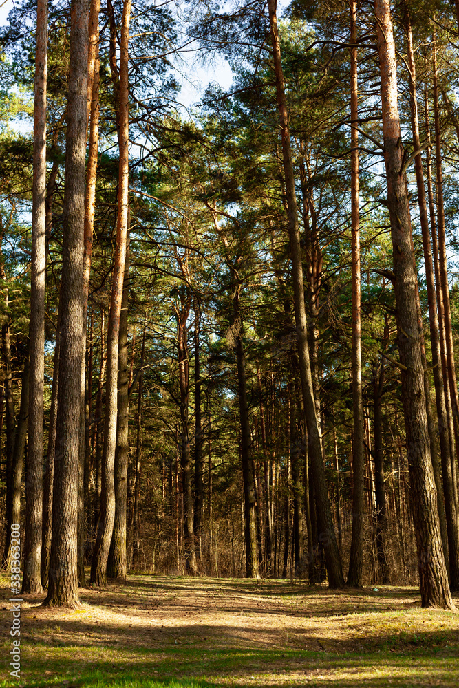 Obraz premium meadow in a pine forest with sunbeams background for walls