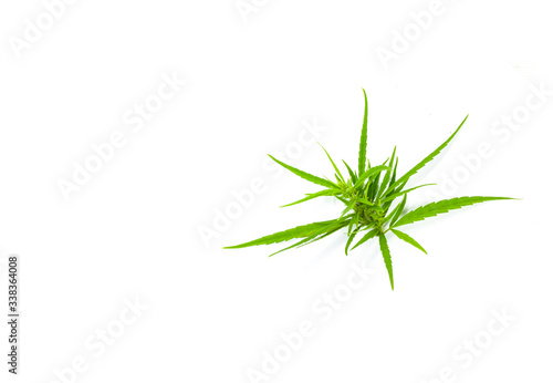 Cannabis leaves. marijuana isolated on white background. Copy space. green cannabis leaf drug marijuana herb Background.