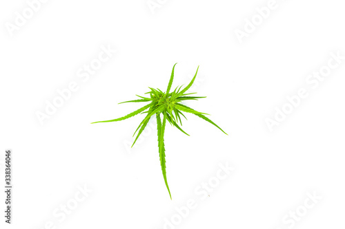 Cannabis leaves. marijuana isolated on white background. Copy space. green cannabis leaf drug marijuana herb Background.