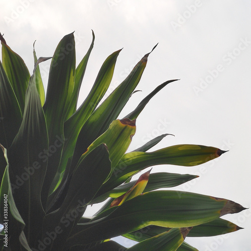 Tropical green leaves background