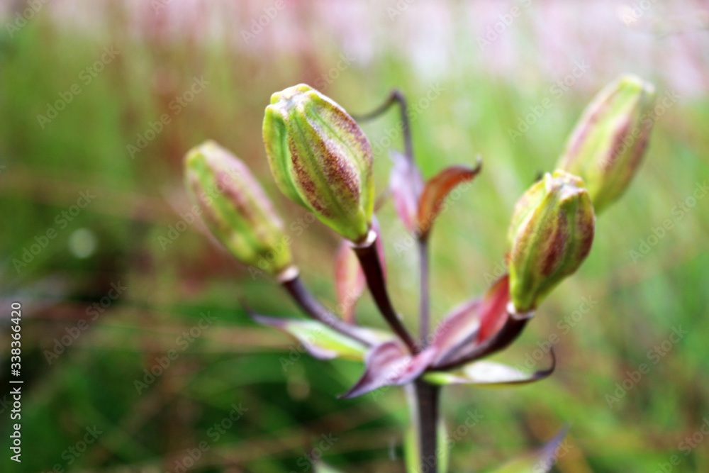 Fleurs des Champs Fleurs des Champs