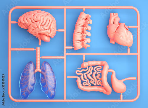 Model kit set with spare internal organs